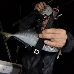 エヌスタイル 釣果