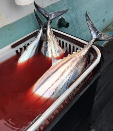 渡船屋たにぐち 釣果