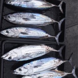 渡船屋たにぐち 釣果