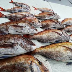 タイラバ遊漁船 ワンピース 釣果