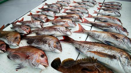 タイラバ遊漁船 ワンピース 釣果