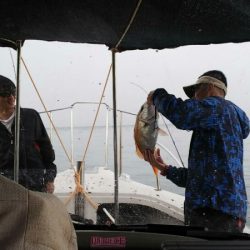 タイラバ遊漁船 ワンピース 釣果