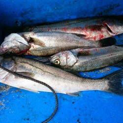 海龍丸（石川） 釣果