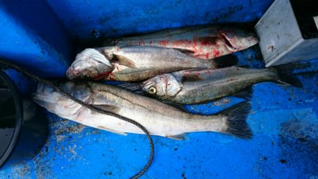 海龍丸（石川） 釣果