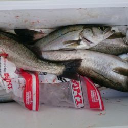 海龍丸（石川） 釣果