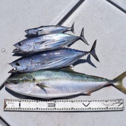 渡船屋たにぐち 釣果