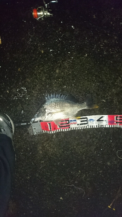 色んな魚種が釣れました❗