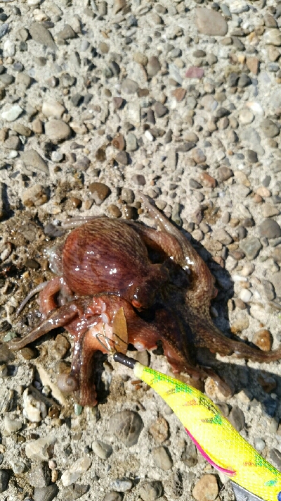 ようやく釣れ始めました。