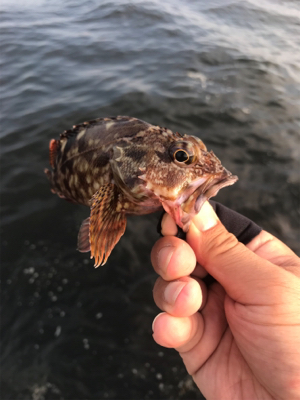 シーバス不発の根魚