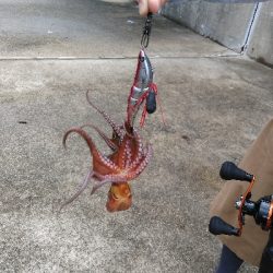 台風一過の神戸湾奥でタコ