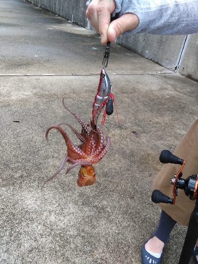 台風一過の神戸湾奥でタコ