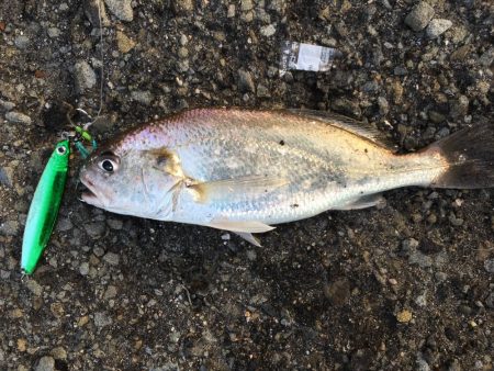 淡輪漁港 ショアジギング 陸っぱり 釣り・魚釣り