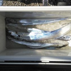 本日の太刀魚沖釣りは激渋