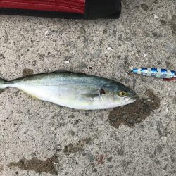 今年初の青物