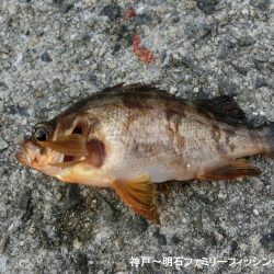 猛暑の中で11目釣り