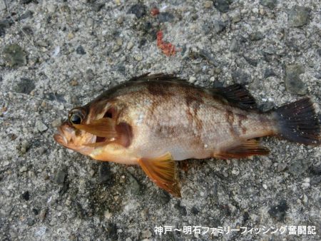 猛暑の中で11目釣り