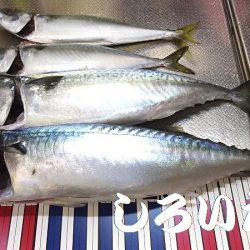 サバ釣り再開、やっと釣れた！