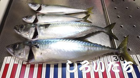 サバ釣り再開、やっと釣れた！