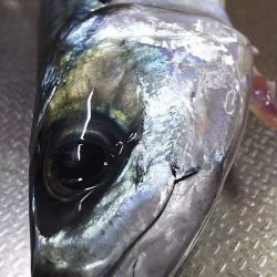 大サバ釣り。またまた、やらかしました！