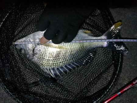 南港カモメ大橋釣行 （キビレ34cm、小メジナ釣果）