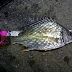 南港カモメ大橋釣行 （まぁまぁ甘々～小キビレ釣果）