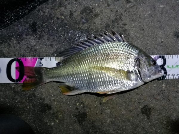 南港カモメ大橋釣行 （まぁまぁ甘々～小キビレ釣果）