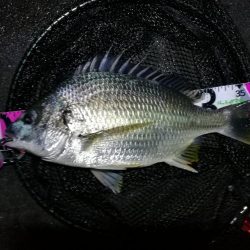 南港カモメ大橋ヘチ釣行 （キビレ40cm、27cm 釣果）