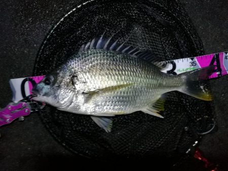 南港カモメ大橋ヘチ釣行 （キビレ40cm、27cm 釣果）