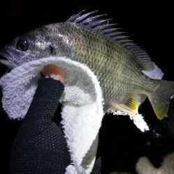 南港フェリーのヘチ釣り （小キビレ,小ガシラ釣果）