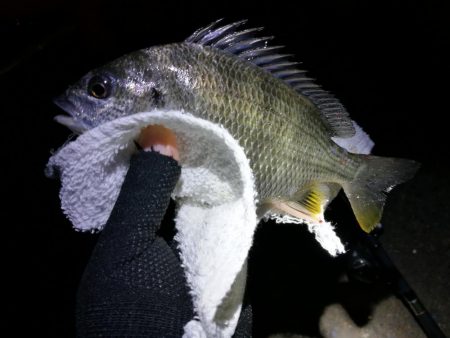 南港フェリーのヘチ釣り （小キビレ,小ガシラ釣果）