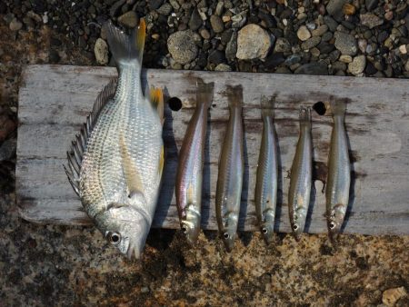 酷暑のキス釣り