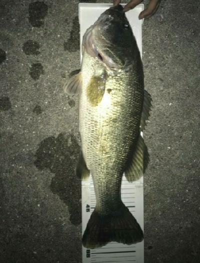 夜釣りやばい！！