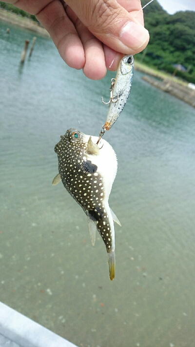 本日の釣果