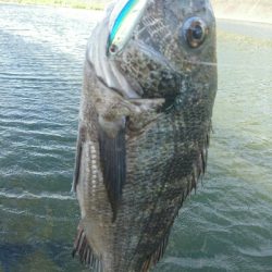 今日の釣果