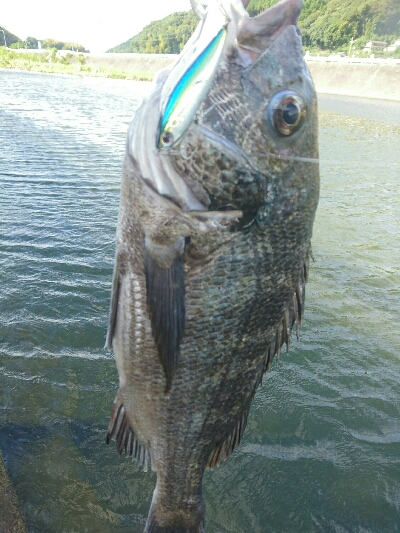 今日の釣果