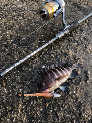 回遊魚狙いで！