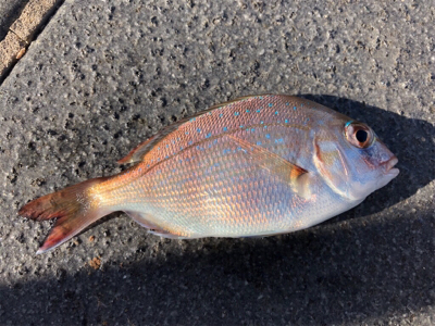 ゆうまづめ前のサビキ釣果♪