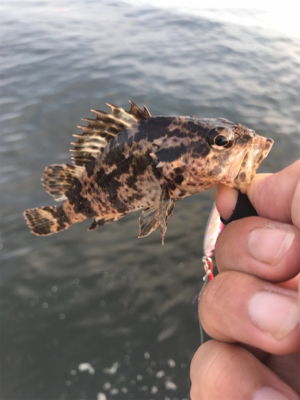 シーバス不発の根魚