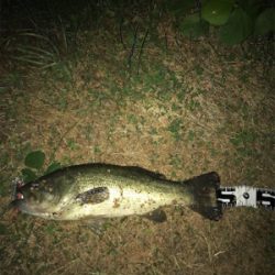 夜釣りと野池にて