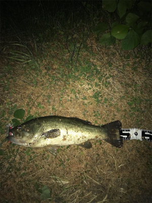 夜釣りと野池にて