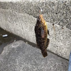 鳴門の小魚調査