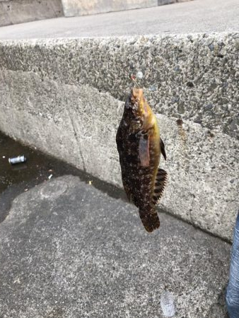 鳴門の小魚調査