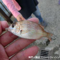 猛暑の中で11目釣り