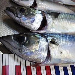 サバ釣り再開、やっと釣れた！