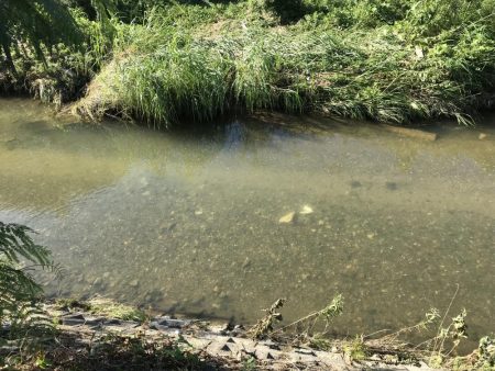 久しぶりの川釣り