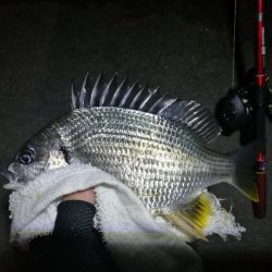 南港カモメ大橋釣行 （キビレ34cm、小メジナ釣果）