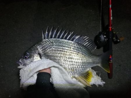 南港カモメ大橋釣行 （キビレ34cm、小メジナ釣果）