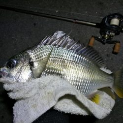 南港カモメ大橋釣行 （まぁまぁ甘々～小キビレ釣果）