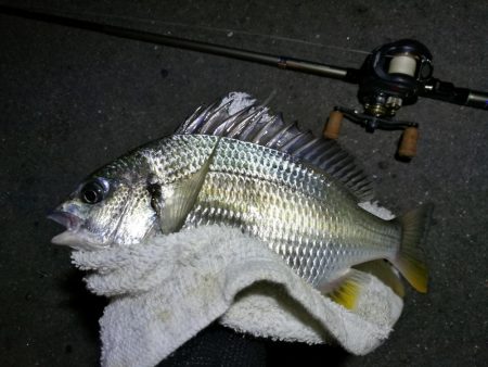 南港カモメ大橋釣行 （まぁまぁ甘々～小キビレ釣果）