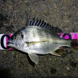 南港カモメ大橋ヘチ釣行 （キビレ40cm、27cm 釣果）